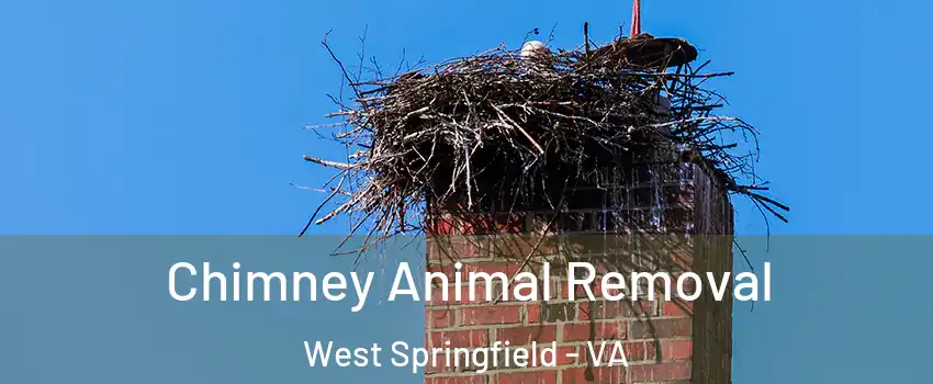 Chimney Animal Removal West Springfield - VA