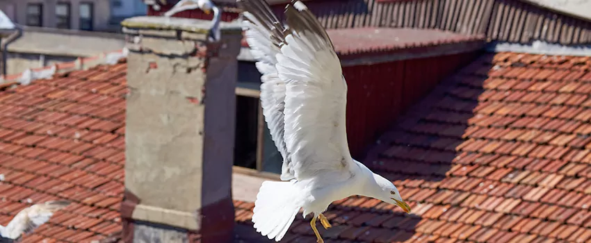 Residential Chimney Animal Removal Solution in West Springfield, VA