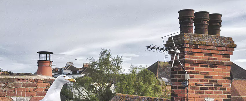 Chimney Cleaning And Restoration in West Springfield, Virginia